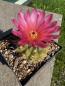 Preview: Notocactus submammulosus